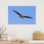 Red Kite Soaring Print (Keuken)