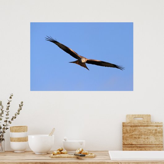 Red Kite Soaring Print (Keuken)