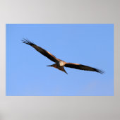 Red Kite Soaring Print (Voorkant)