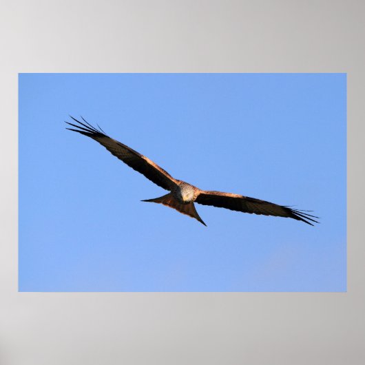 Red Kite Soaring Print (Voorkant)