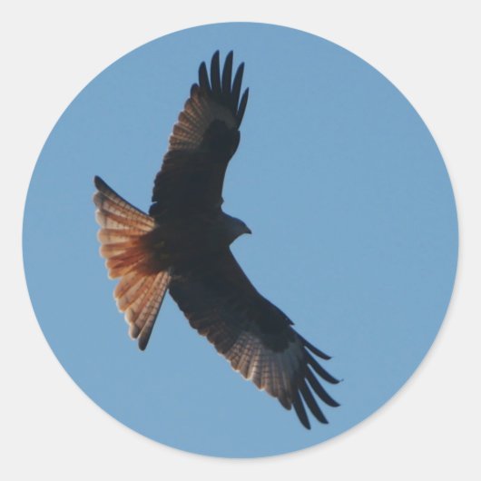Red Kite Sticker (Voorkant)
