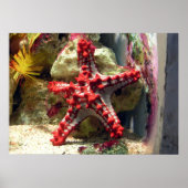 Red Knobbed Starfish - Ongelooflijk heet Poster (Voorkant)