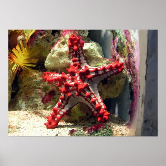 Red Knobbed Starfish - Ongelooflijk heet Poster (Voorkant)