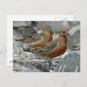 Red Knot Briefkaart (Voorkant / Achterkant)