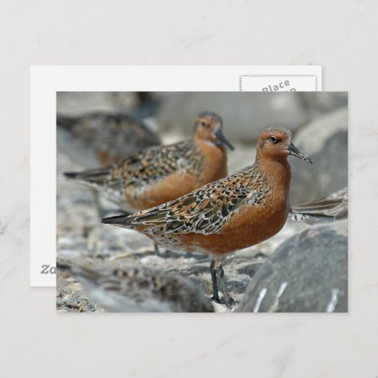 Red Knot Briefkaart (Voorkant / Achterkant)