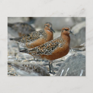 Red Knot Briefkaart