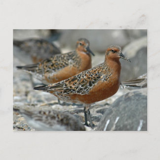 Red Knot Briefkaart