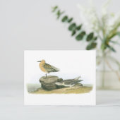 Red Knot door Audubon Briefkaart (Staand voorkant)