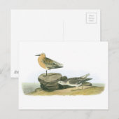 Red Knot door Audubon Briefkaart (Voorkant / Achterkant)