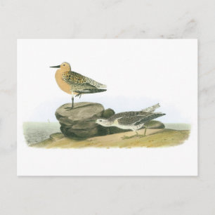 Red Knot door Audubon Briefkaart
