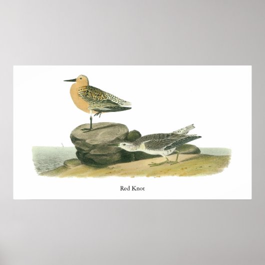 Red Knot, John Audubon Poster (Voorkant)