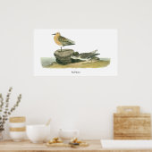 Red Knot, John Audubon Poster (Keuken)