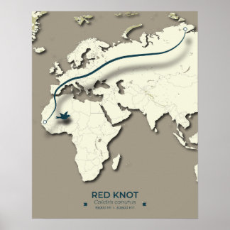 Red Knot Migration Map - Minimalistische Vogel Poster