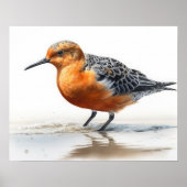 Red Knott Bird Art Print Poster (Voorkant)