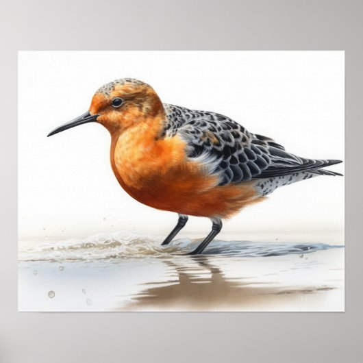 Red Knott Bird Art Print Poster (Voorkant)