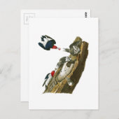 Red kop Woodpecker John Audubon Birds America Briefkaart (Voorkant / Achterkant)