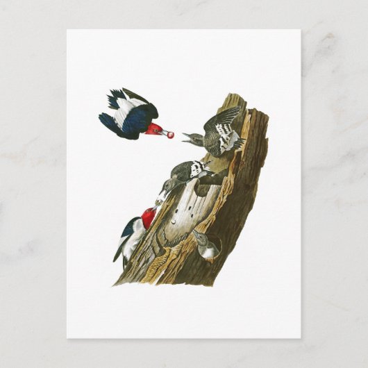 Red kop Woodpecker John Audubon Birds America Briefkaart (Voorkant)