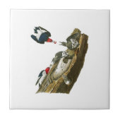 Red kop Woodpecker John Audubon Birds America Tegeltje (Voorkant)