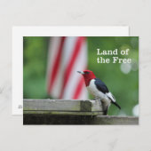 Red-kopige Woodpecker Briefkaart (Voorkant / Achterkant)