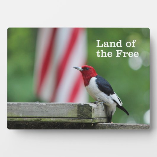 Red-kopige Woodpecker Fotoplaat (voorkant)