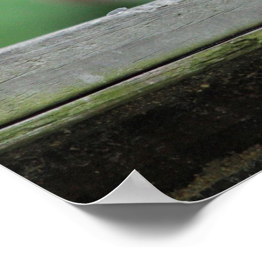 Red-kopige Woodpecker Poster (Hoek)