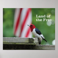 Red-kopige Woodpecker