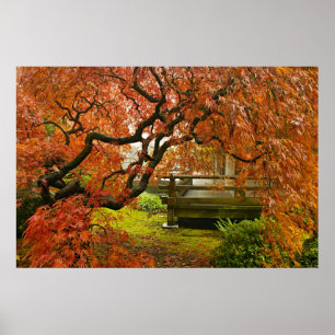 Red Laced Maple Tree in Japanse tuin Poster