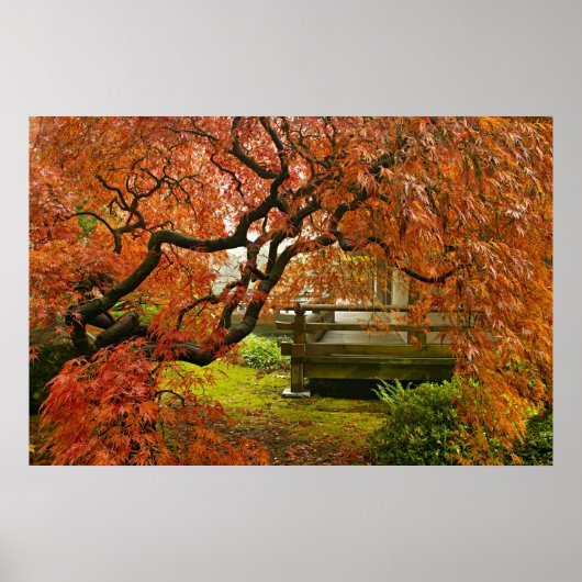 Red Laced Maple Tree in Japanse tuin Poster (Voorkant)