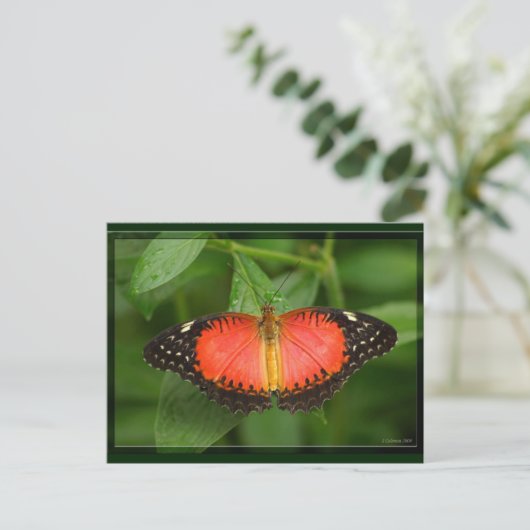 Red Lacewing Briefkaart (Staand voorkant)