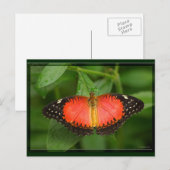 Red Lacewing Briefkaart (Voorkant / Achterkant)