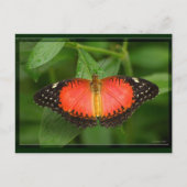 Red Lacewing Briefkaart (Voorkant)