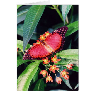 Red Lacewing Butterfly