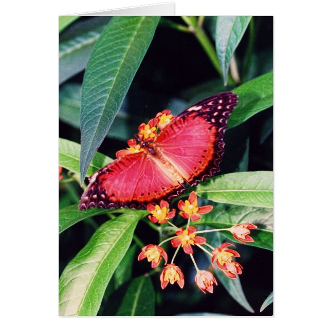 Red Lacewing Butterfly (Voorkant)