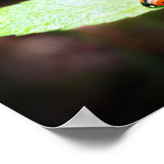 Red Lady Bug Close-Up In Natuur Fotografie Poster (Hoek)
