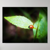 Red Lady Bug Close-Up In Natuur Fotografie Poster (Voorkant)