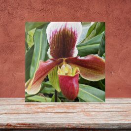 Red Lady Slipper Orchid Floral Tegeltje