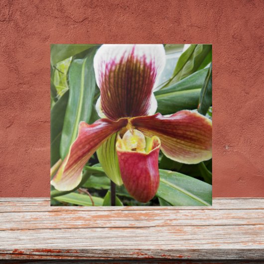 Red Lady Slipper Orchid Floral Tegeltje