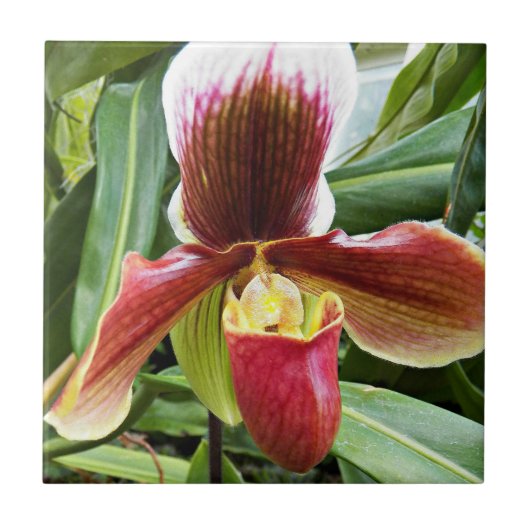 Red Lady Slipper Orchid Floral Tegeltje (Voorkant)