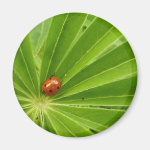 Red Ladybird op Lupin Leaf Magnet