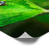 Red Ladybird Poster (Hoek)