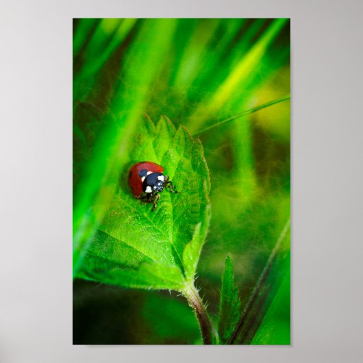 Red Ladybird Poster (Voorkant)