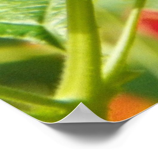 RED LANTANA Poster (Hoek)