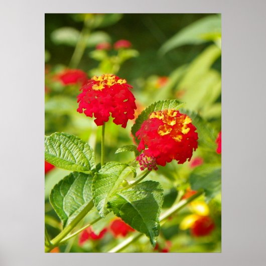 RED LANTANA Poster (Voorkant)