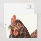 Red Laying Hen Chicken Foto Briefkaart (Voorkant / Achterkant)