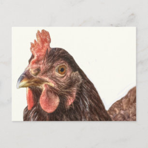 Red Laying Hen Chicken Foto Briefkaart
