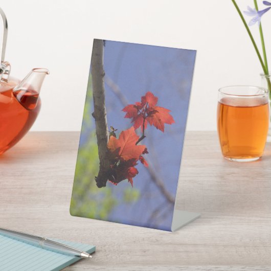 Red Leaf op blauwe kamer accent Reclamebord Met Voetstuk (Insitu)