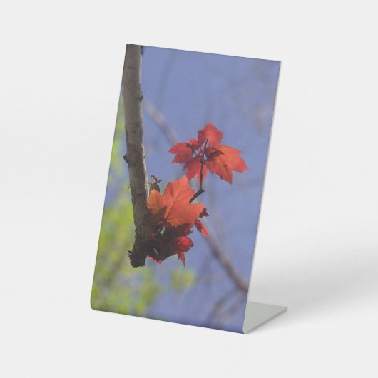 Red Leaf op blauwe kamer accent Reclamebord Met Voetstuk (Voorkant)