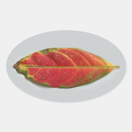  Red Leaf ovale sticker, sealer, label (Voorkant)