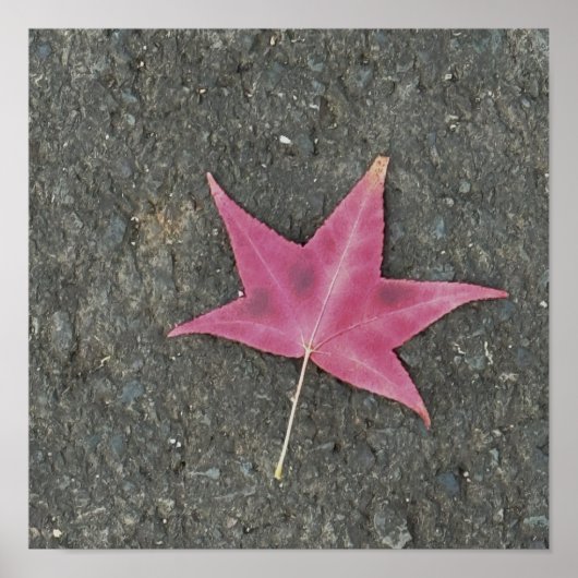 Red Leaf Photo Poster (Voorkant)