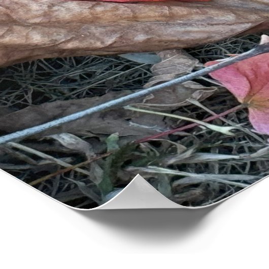 Red Leaf Photo Poster (Hoek)